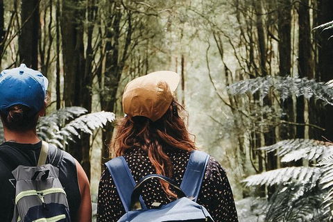 Small Group - 12 Apostles, Otways & Great Ocean Road Day Tour From Melbourne - Darwin Holiday 9