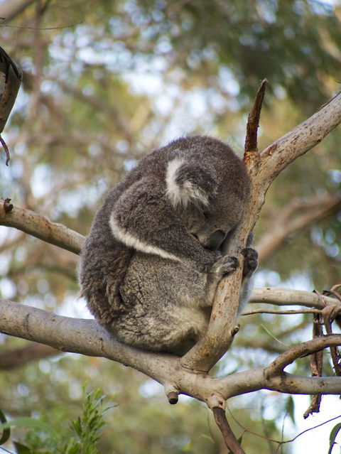 Melbourne Super Saver: City Sightseeing Tour And Phillip Island Penguin Parade Plus Viewing Platform - Darwin Holiday 12