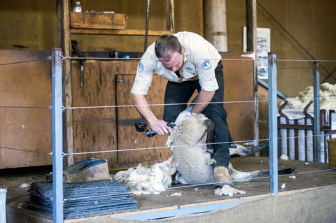 Melbourne Super Saver: City Sightseeing Tour And Phillip Island Penguin Parade Plus Viewing Platform - Darwin Holiday 13