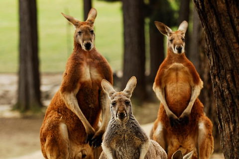 Ballarat And Sovereign Hill Gold Mining Town Day Trip From Melbourne - Darwin Holiday 1