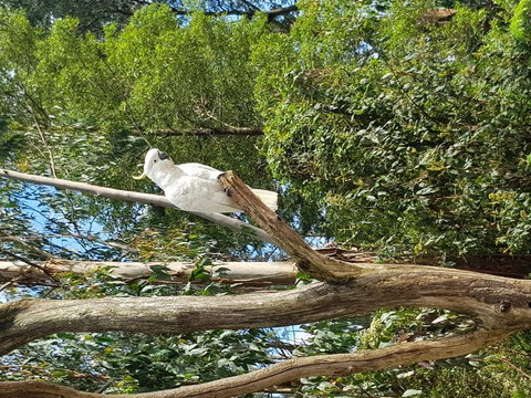 Yarra Valley Wineries And Puffing Billy Steam Train Tour From Melbourne - Darwin Holiday 10