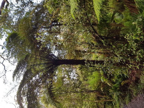 Yarra Valley Wineries And Puffing Billy Steam Train Tour From Melbourne - Darwin Holiday 7