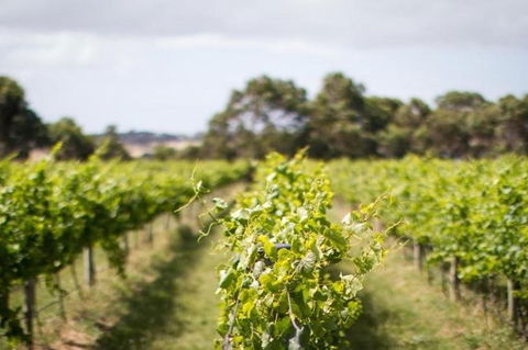 Phillip Island Wine Experience Tour - Darwin Holiday 0