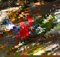 Tree Ropes and Zipline Experience in The Dandenong Ranges - Darwin Holiday