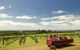 Private Tour: Mornington Peninsula Behind-the-Scenes Gourmet Food And Wine Tasting Experience - thumb 0