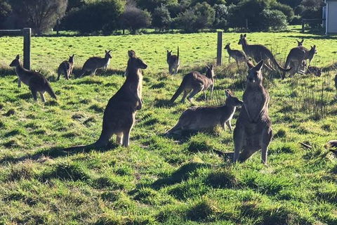 Private Combo Melbourne, Phillip Island And Great Ocean Road Tours - Darwin Holiday 8