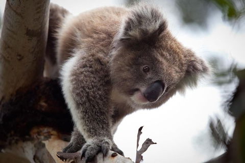 Private Combo Phillip Island And Great Ocean Road Tours - Darwin Holiday 2