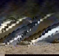 Private Tour Phillip Island Penguin Parade and Moonlit Sanctuary Conservation Park from Melbourne - Darwin Holiday