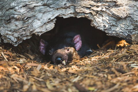 Private Tour: Phillip Island, Penguin Parade And Moonlit Sanctuary Conservation Park From Melbourne - Darwin Holiday 7