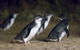 Private Tour: Phillip Island, Penguin Parade And Moonlit Sanctuary Conservation Park From Melbourne - thumb 2