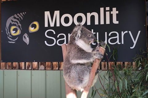 Private Tour: Phillip Island, Penguin Parade And Moonlit Sanctuary Conservation Park From Melbourne - Darwin Holiday 3