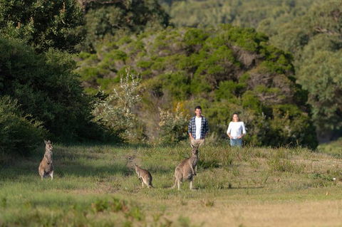 Wilsons Promontory Walks And Wildlife Tour From Melbourne - Darwin Holiday 9