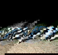 Penguins Walks And Wildlife In The Wild - Darwin Holiday