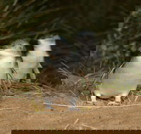 Phillip Island Penguin Highlights Day-Trip from Melbourne - Darwin Holiday