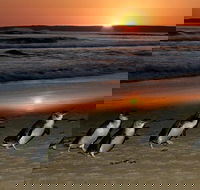 Phillip Island Penguin Express Shuttle from Melbourne with Viewing Area Upgrades - Darwin Holiday