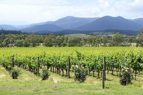 Yarra Valley Wine & Food Day Tour From Melbourne With Lunch At Yering Station - Darwin Holiday 11