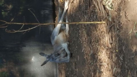 Yarra Valley Wildlife & Wine Day Tour From Melbourne With Healesville Sanctuary - Darwin Holiday 8