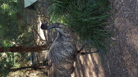 Yarra Valley Wildlife & Wine Day Tour From Melbourne With Healesville Sanctuary - Darwin Holiday 9