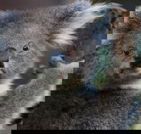 Yarra Valley Wildlife  Wine Day Tour from Melbourne with Healesville Sanctuary - Darwin Holiday