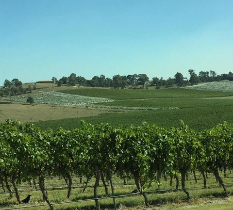 Yarra Valley Wildlife & Wine Day Tour From Melbourne With Healesville Sanctuary - Darwin Holiday 2