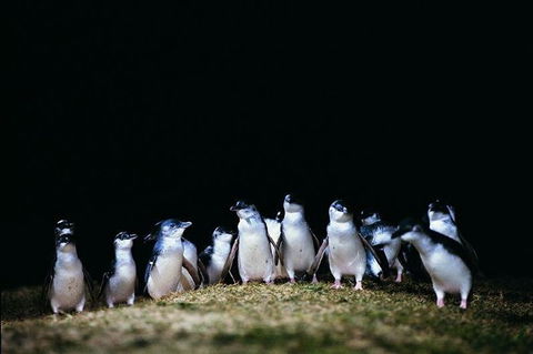 The Unique Phillip Island - English Speaking Guide - Darwin Holiday 1