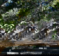 Private Melbourne Sightseeing Tour - Darwin Holiday