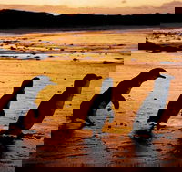 Phillip Island Penguin Parade Brighton Bathing Boxes and Wildlife Park Tour - Darwin Holiday