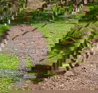 Melbourne Shore Excursion City Sights Australian Wildlife Yarra Valley - Darwin Holiday