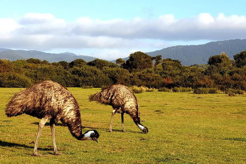 Wilson\'s Promontory & Phillip Island - \'Prom & Penguins\' Tour - Darwin Holiday 3