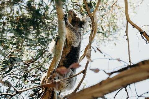 Small-Group Guided Yarra Valley Winery Tour With Wine Tasting - Darwin Holiday 11