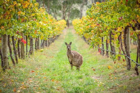 Small-Group Guided Yarra Valley Winery Tour With Wine Tasting - Darwin Holiday 8