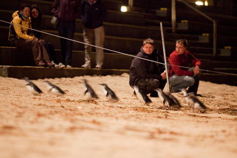 Phillip Island Medium Size Group Tour - Darwin Holiday 0