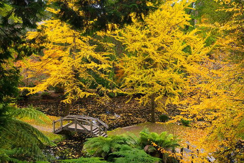 Dandenong Ranges & Puffing Billy - Darwin Holiday 1