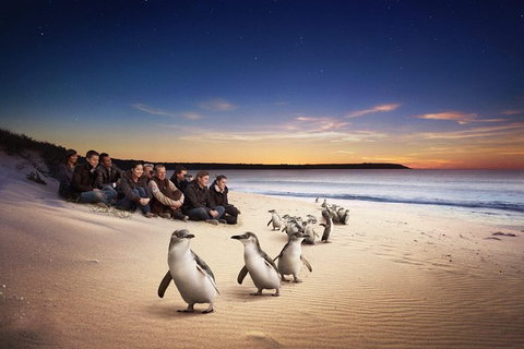 Phillip Island Penguin Parade For 24 Passengers - Darwin Holiday 0