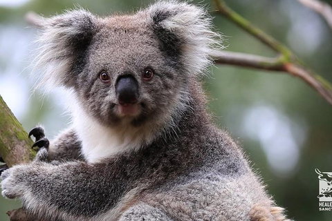 Philip Island Penguin Private Tour Plus, Plus, Plus And Plus! - Darwin Holiday 1