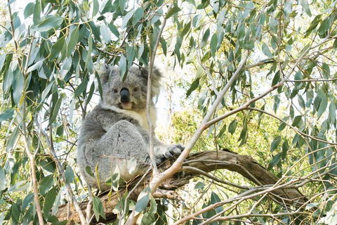 Ultimate Reverse Direction - 12 Apostles, Great Ocean Road - Small Group Tour - Darwin Holiday 7
