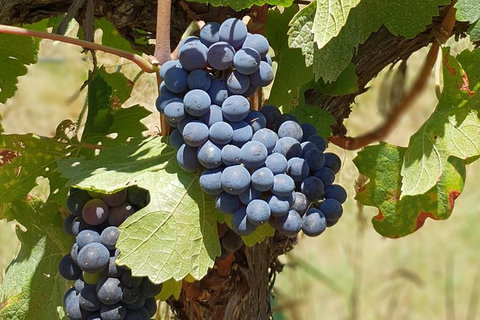 Wine Tasting Tour In The Yarra Valley - Darwin Holiday 1