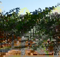 Wine Tasting Tour in The Yarra Valley - Darwin Holiday