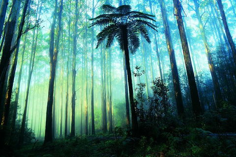 Half Day Puffing Billy Train Journey From Melbourne - Darwin Holiday 7