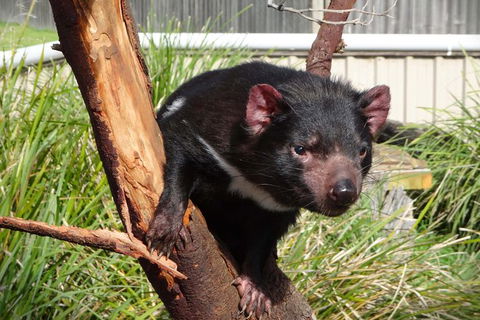 Tasmania 6 Day \'Tour In Circle\' - Darwin Holiday 1