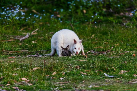 Bruny Island All Inclusive Gourmet Day Trip From Hobart - Darwin Holiday 26