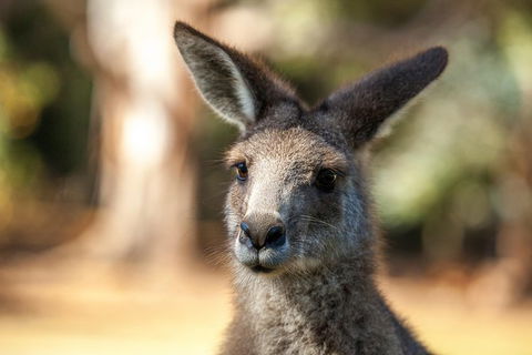 Port Arthur And Tassie Devils Active Day Tour From Hobart - Darwin Holiday 12