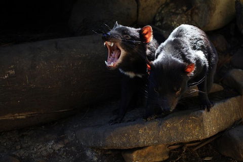 Port Arthur And Tassie Devils Active Day Tour From Hobart - Darwin Holiday 5