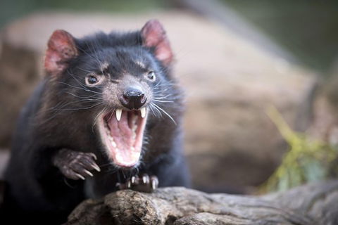 Port Arthur And Tassie Devils Active Day Tour From Hobart - Darwin Holiday 2