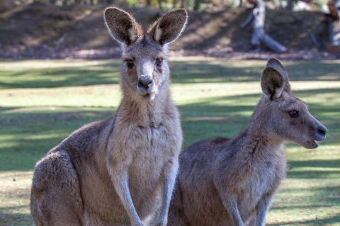 Port Arthur And Tassie Devils Active Day Tour From Hobart - Darwin Holiday 10