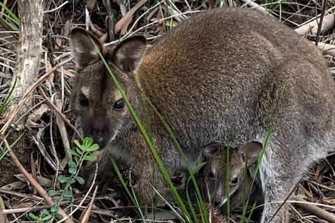 Wineglass Bay And Freycinet National Park Active Day Trip From Hobart - Darwin Holiday 32