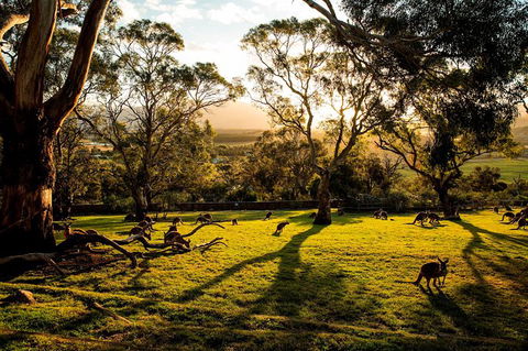 Shore Excursion: Five Of Hobart's Best In One Day - Darwin Holiday 1