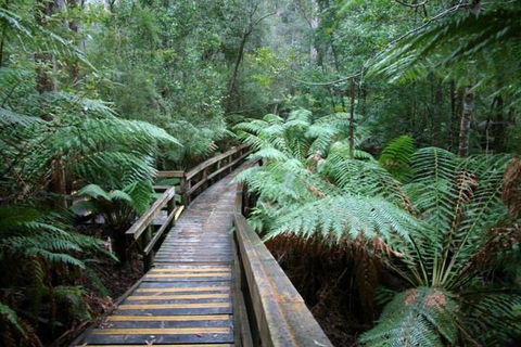 Small-group DayTour From Hobart: Hastings Caves, Huon Valley And Tahune AirWalk - Darwin Holiday 0
