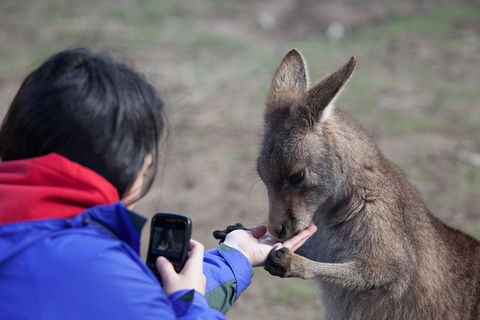 Mt Field National Park Active Day-Trip Including Bonorong And Mt Wellington - Darwin Holiday 14