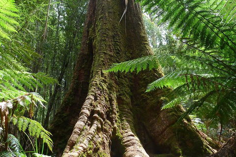Mt Field National Park Active Day-Trip Including Bonorong And Mt Wellington - Darwin Holiday 11